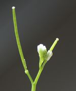 Meistens nur wenige Blüten gleichzeitig pro Stängel. Die linke, noch wachsende Schote ist 1,2 cm lang. (Bild: W. Wohlers, JKI)