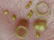 Die Samen sind hellbraun und knapp 1 mm groß. (Bild: W. Wohlers, JKI)