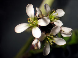 Blüten – Aelwyn, CC BY-SA 3.0