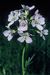 Cardamine pratensis 1-68-41-20-1.jpg