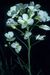 Cardamine pratensis 1-68-41-20-2.jpg