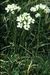 Cardamine pratensis 1-68-41-20-3.jpg