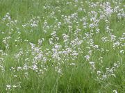 Ein Rasen mit dem hellvioletten Schaum der Blüten. (Bild: W. Wohlers, JKI)