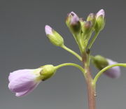 Die Kelchblätter der Knospen sind manchmal lila gefärbt. (Bild: W. Wohlers, JKI)