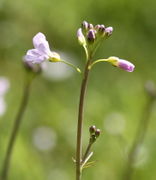 Die Seitentriebe tragen nur wenige Knospen. (Bild: W. Wohlers, JKI)