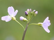 Blüten und Knospen sitzen in gleicher Höhe. (Bild: W. Wohlers, JKI)