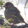 Greenfinch (Carduelis chloris)