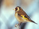 Stieglitz (Carduelis carduelis), Foto von L. Lukasik