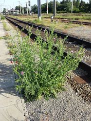 Weg-Distel: Pflanze – Stefan.lefnaer, CC BY-SA 4.0
