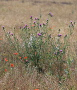 Die Krause Distel hatte es vor einigen Jahrzehnten geschafft, sich in Rapsfeldern zu etablieren. (Bild: W. Wohlers)