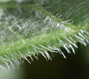 Bei diesem nicht so stark filzigen Blatt ist zu erkennen, dass die etwas dickeren Haare in ganz dünnen Fäden enden. (Bild: W. Wohlers, JKI)