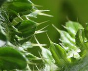 Die Stacheldistel ist eindeutig gut bewehrt. (Bild: W. Wohlers, JKI)