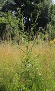 Ein schönes Exemplar der Krausen Ringdistel in einer Wiese im öffentlichen Grün im Juli. (Bild: W. Wohlers)