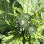 Knospen von oben zu Beginn des Schossens zeigen die Behaarung der Hüllblätter. (Bild: W. Wohlers, JKI)