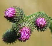 Die oberen Hüllblättern sind nicht grün, sondern violett, (Bild: W. Wohlers)