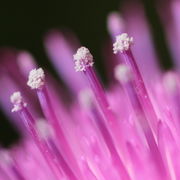 Der weiße Pollen wird meistens vom Wind weggetragen. (Bild: W. Wohlers)