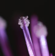 Der Pollen erscheint gläsern und durchsichtig. (Bild: W. Wohlers)