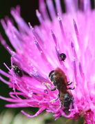 Eine Mauerbiene Osmia bicornis (= O. rufa) versucht an den Nektar zu gelangen, während der Rapsglanzkäfer Brassicogethes aeneus den Pollen frisst. (Bild: W. Wohlers)