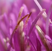 Zwischen den Blütchen sind die Haare des Pappus bereits zu erkennen. (Bild: W. Wohlers)