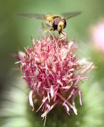 Der Blütenkorb schließt sich wieder. Hier ist eine Schwebfliege gelandet und ins Foto geflogen, ein Männchen. (Bild: W. Wohlers)