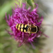 Die Schwebfliege flog auf eine frische Blüte und nahm Pollen auf. Es war Eupeodes corollae, die ziemlich häufig vorkommt. (Bild: W. Wohlers)