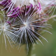 Der Flugapparat, der sogenannte Pappus, besteht aus 10 mm langen Haaren. (Bild: W. Wohlers)