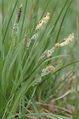 Carex.nigra.2.jpg