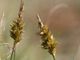 Carex arenaria