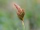 Carex caryophyllea