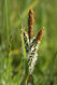 Carex elata