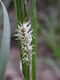 Carex flacca