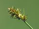 Carex otrubae