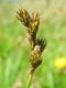 Carex ovalis