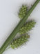 Carex pallescens Ährchen