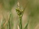 Carex pilulifera