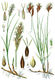 Abb. 2; Carex caryophyllea