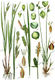 Abb. 2; Carex tomentosa