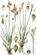 Abb. 2; Carex digitata