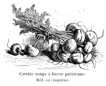 Carotte rouge à forcer parisienne Vilmorin-Andrieux 1904.png