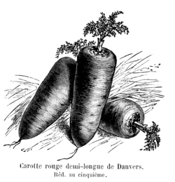 Carotte rouge demi-longue de Danvers Vilmorin-Andrieux 1904.png