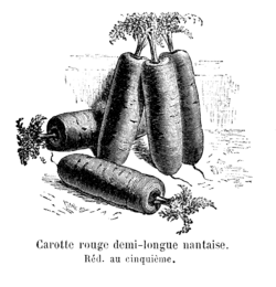 Carotte rouge demi-longue nantaise Vilmorin-Andrieux 1904.png