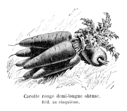 Carotte rouge demi-longue obtuse Vilmorin-Andrieux 1904.png