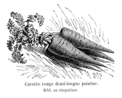 Carotte rouge demi-longue pointue Vilmorin-Andrieux 1904.png