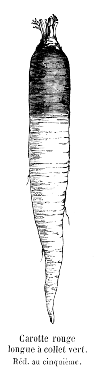 Carotte rouge longue à collet vert Vilmorin-Andrieux 1904.png