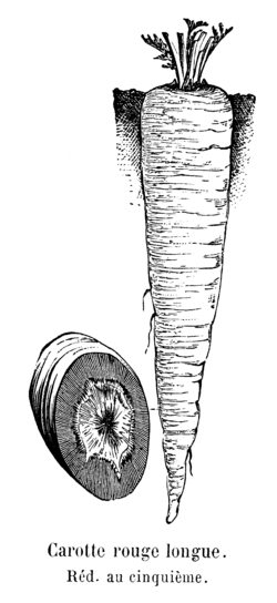 Carotte rouge longue Vilmorin-Andrieux 1904.png