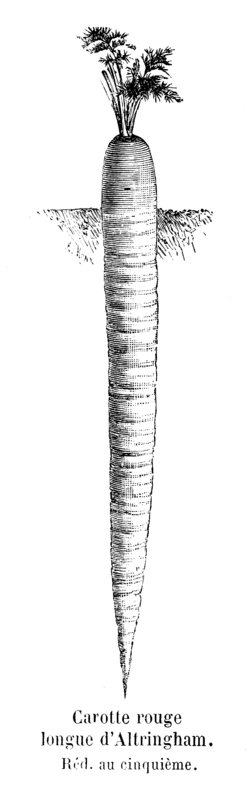 Carotte rouge longue d'Altringham Vilmorin-Andrieux 1904.png