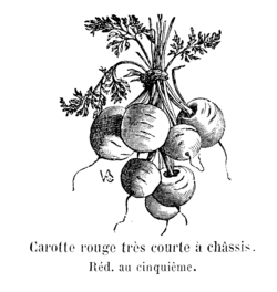 Carotte rouge très courte à châssis Vilmorin-Andrieux 1904.png