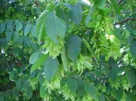 Carpinus betulus fruits 375.JPG