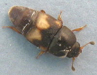 Carpophilus hemipterus1.jpg