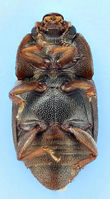 Carpophilus lugubris2.jpg